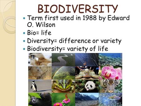 BIODIVERSITY Term first used in 1988 by Edward O. Wilson Bio= life Diversity= difference or variety Biodiversity= variety of life.
