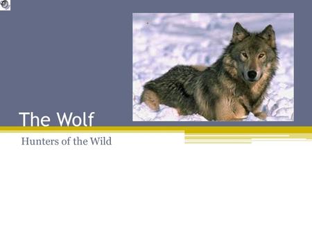 The Wolf Hunters of the Wild History The Wolf, Grey Wolf or Timber Wolf is the largest canine carnivore. The dog family is thought to have evolved from.