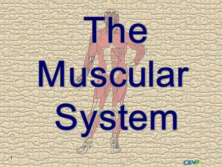 1. 2  Over 600 muscles  45% of adult body weight  Bundles of muscle fibers held together by connective tissue  Nerve stimulation allows contraction.