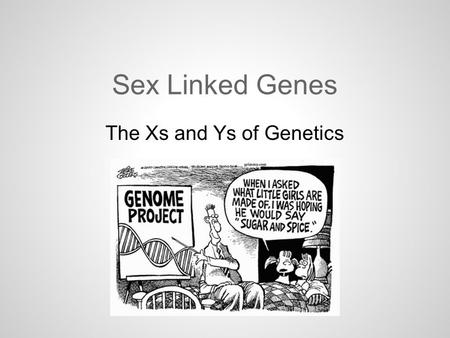 Sex Linked Genes The Xs and Ys of Genetics. Sex Linked Genes There are 23 pairs of chromosomes and one of those pairs are the sex chromosomes. There are.