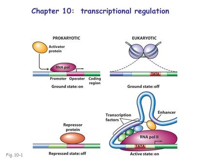 Chapter 10: transcriptional regulation