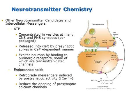 Neurotransmitter Chemistry Other Neurotransmitter Candidates and Intercellular Messengers –ATP Concentrated in vesicles at many CNS and PNS synapses (co-
