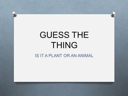 GUESS THE THING IS IT A PLANT OR AN ANIMAL. GUESS WHAT O Used at Christmas O Hold lights O Put presents under this.