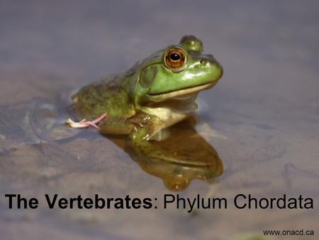 The Vertebrates: Phylum Chordata www.onacd.ca. Major Classes of Vertebrates Above: Class Amphibia: Includes all amphibians (frogs, toads, salamanders)