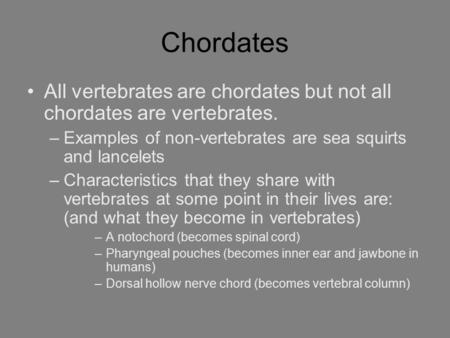 Chordates All vertebrates are chordates but not all chordates are vertebrates. –Examples of non-vertebrates are sea squirts and lancelets –Characteristics.