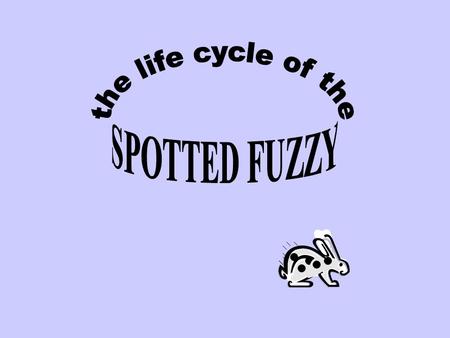 THE LIFE SPAN OF THE SPOTTED FUZZY IS 3 YEARS. B A E Year 1 babies Year 2 adults Year 3 elder.
