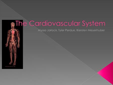  The Heart  Blood Vessels(veins, arteries, etc.)  Blood also plays a very important role.