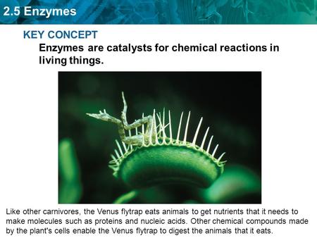 2.5 Enzymes KEY CONCEPT Enzymes are catalysts for chemical reactions in living things. Like other carnivores, the Venus flytrap eats animals to get nutrients.