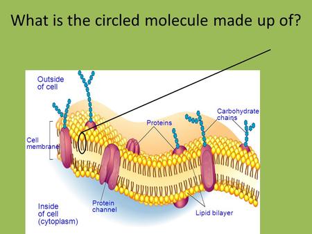 Outside of cell Inside of cell (cytoplasm) Cell membrane Proteins Protein channel Lipid bilayer Carbohydrate chains What is the circled molecule made up.