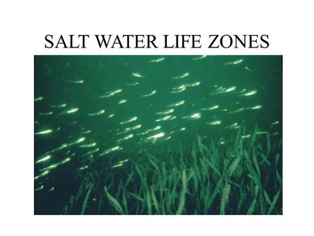 SALT WATER LIFE ZONES. COASTAL ZONE  Supratidal mark to the continental shelf  Warm, nutrient-rich, shallow water  Supports 90% of all marine ecosystems.