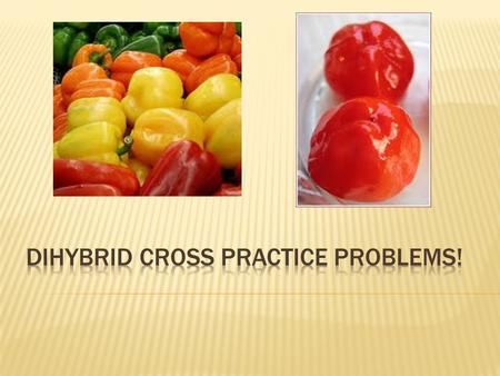 Dihybrid Cross Practice Problems!