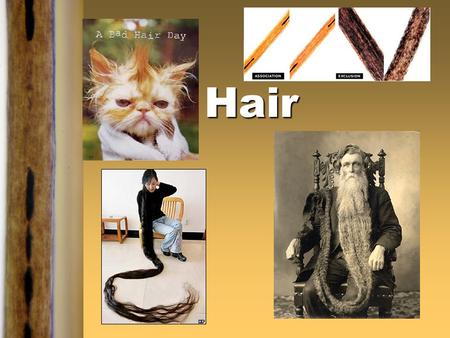 Hair Extra-Credit ‡Bring in some animal hair (pets) ‡About 20 hairs ‡No roadkill samples!