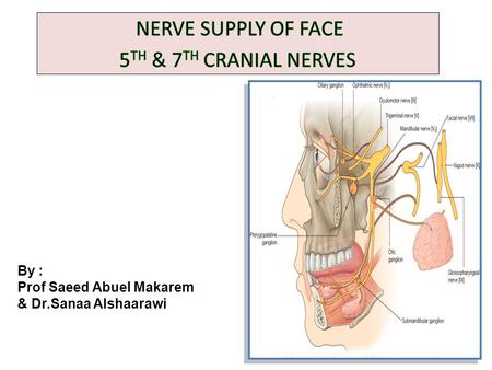NERVE SUPPLY OF FACE 5TH & 7TH CRANIAL NERVES