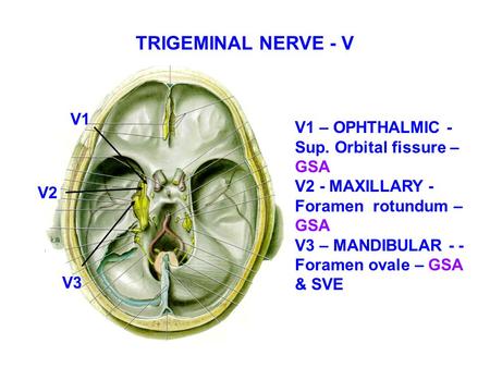 TRIGEMINAL NERVE - V V1 V1 – OPHTHALMIC -Sup. Orbital fissure – GSA