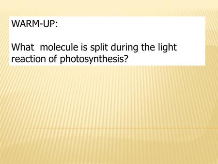 WARM-UP: What molecule is split during the light reaction of photosynthesis?