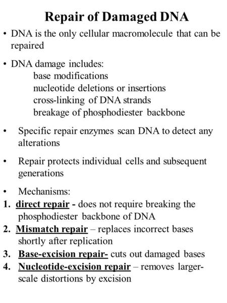 Repair of Damaged DNA DNA is the only cellular macromolecule that can be repaired DNA damage includes: base modifications nucleotide deletions or insertions.