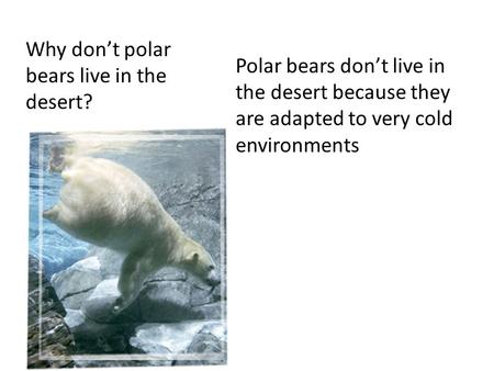 Why don’t polar bears live in the desert? Polar bears don’t live in the desert because they are adapted to very cold environments.