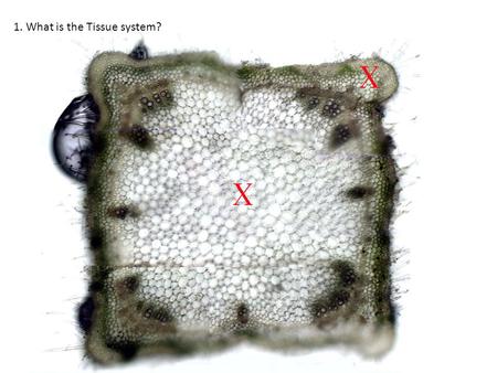 1. What is the Tissue system?. 2. What is the Tissue system?