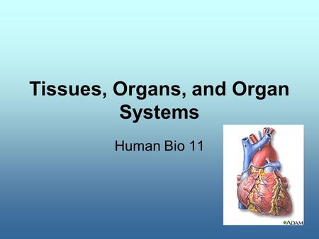 Tissues, Organs, and Organ Systems