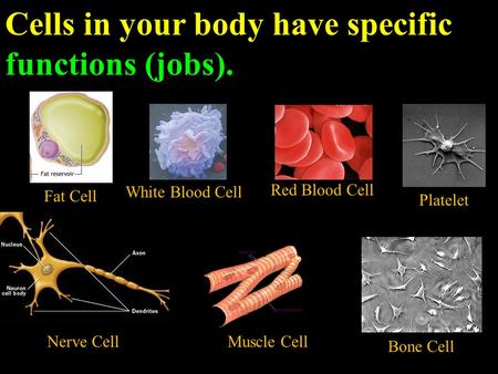 Cells in your body have specific functions (jobs).