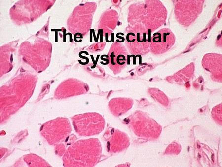 The Muscular System. Function of the muscular system Provides movement in conjunction with the skeletal system Important in life support Used by humans.