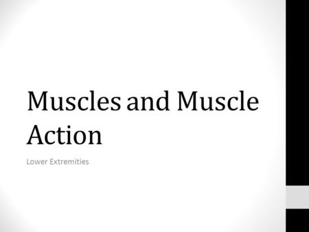 Muscles and Muscle Action Lower Extremities. Muscles that Move… The Lower Extremities: The Coxal joint/thigh Thigh muscles that move the knee joint/leg.