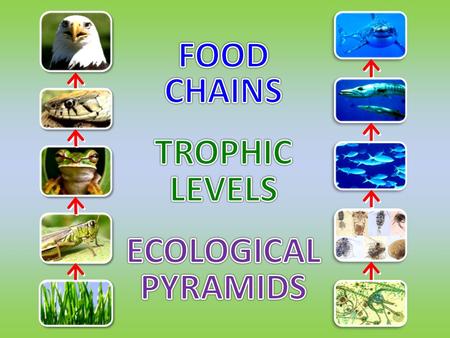 The ____ is the ______________ for food chains. is a sequence of feeding relationships describing ______ ___________________. source of energy Food Chain: