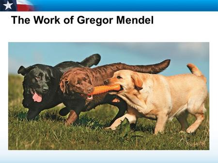The Work of Gregor Mendel. Essential Question:  Describe Mendel’s studies and conclusions about inheritance. 