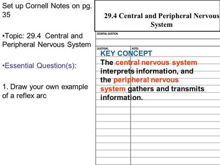 29.4 Central and Peripheral Nervous Systems Set up Cornell Notes on pg. 35 Topic: 29.4 Central and Peripheral Nervous System Essential Question(s): 1.