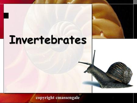 Invertebrates 1 copyright cmassengale. Characteristics 1. Invertebrates do not have a backbone 2. Invertebrates do not have a cranium 2.