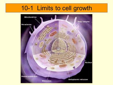 10-1 Limits to cell growth. Why does a cell divide? 1. The larger a cell becomes, the more demand on its DNA. 2. Cell has more trouble moving nutrients.