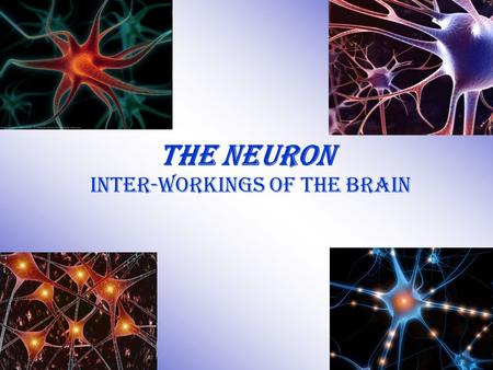 Inter-workings of the Brain