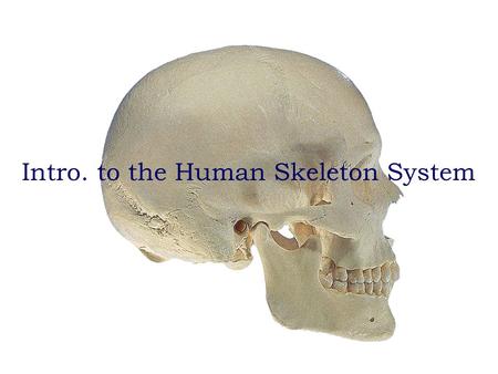 Anatomy and Physiology Bio 110 lab quiz study guide Intro. to the Human Skeleton System.