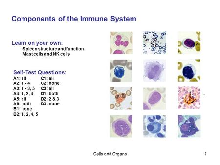 Cells and Organs1 Components of the Immune System Learn on your own: Spleen structure and function Mast cells and NK cells Self-Test Questions: A1: allC1:
