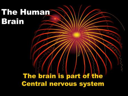 The Human Brain The brain is part of the Central nervous system.