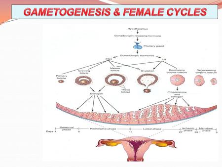 OBJECTIVES By the end of the lecture, you should be able to: By the end of the lecture, you should be able to: Describe the female cycles (Ovarian & Uterine).
