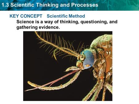 1.3 Scientific Thinking and Processes KEY CONCEPT Scientific Method Science is a way of thinking, questioning, and gathering evidence.