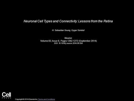 Neuronal Cell Types and Connectivity: Lessons from the Retina H. Sebastian Seung, Uygar Sümbül Neuron Volume 83, Issue 6, Pages 1262-1272 (September 2014)