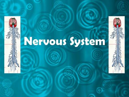 Nervous System. What is the main function of the nervous system? to receive stimuli from inside and outside the body to interpret the stimuli initiate.