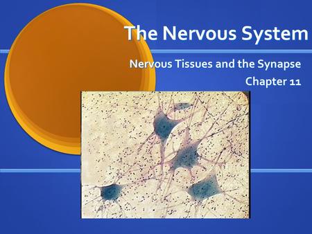 The Nervous System Nervous Tissues and the Synapse Chapter 11.