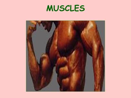 MUSCLES I. GENERAL INFORMATION HOW MUSCLES ARE NAMED LOCATION Ex: TEMPORALIS NUMBER OF ORIGINS Ex: BICEPS BRACHII & TRICEPS BRACHII SIZE Ex: GLUTEUS.