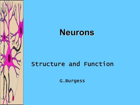 Neurons Structure and Function G.Burgess. Neuron Specialized cells that send electric signals as impulses through the body.