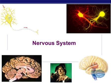 AP Biology 2003-2004 Nervous System. Regents Biology Nervous System 1. Central nervous system  brain & spinal chord 2. Peripheral nervous system  nerves.