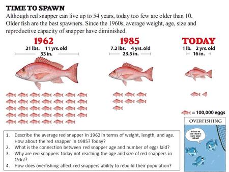 1.Describe the average red snapper in 1962 in terms of weight, length, and age. How about the red snapper in 1985? Today? 2.What is the connection between.