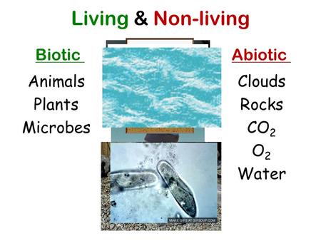 Living & Non-living BioticAbiotic Animals Plants Microbes Clouds Rocks CO 2 O2O2 Water.
