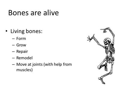 Bones are alive Living bones: Form Grow Repair Remodel