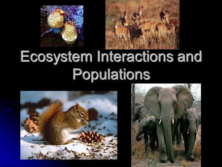 Ecosystem Interactions and Populations. Interactions and Populations All populations of species in an ecosystem strive for survival All populations of.
