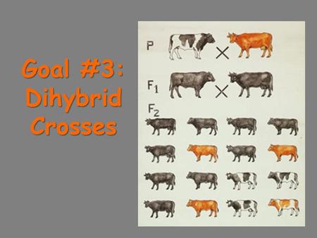 Goal #3: Dihybrid Crosses. I. Law of Independent Assortment - alleles for different characteristics are distributed to gametes independent of each other.