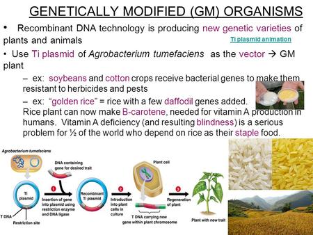 GENETICALLY MODIFIED (GM) ORGANISMS Recombinant DNA technology is producing new genetic varieties of plants and animals Use Ti plasmid of Agrobacterium.