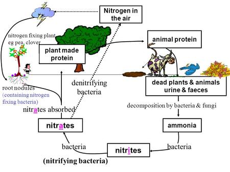 Nitrogen in the air animal protein dead plants & animals urine & faeces ammonia nitrites nitrates plant made protein decomposition by bacteria & fungi.